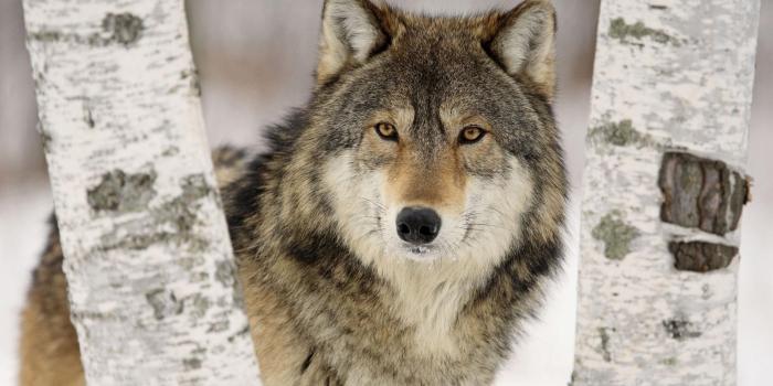 1920x1080 Wolf Hd Wallpapers | Free HD Desktop Wallpapers - Widescreen Images