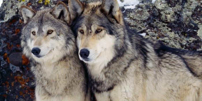 1920x1080 Cute wolf couple wallpaper - Animal wallpapers - #50527