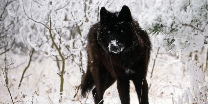 1920x1080 Wolf HD Desktop Wallpapers