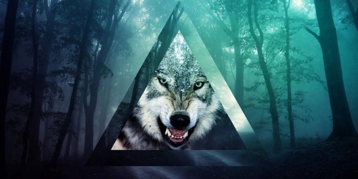 1920x1200 Wolf Wallpaper Full Hd - (47+) Group Wallpapers
