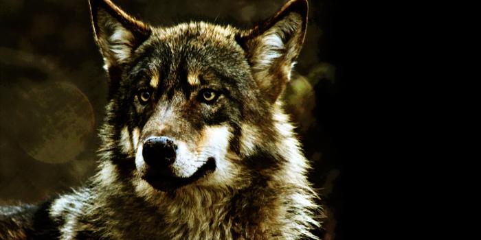 2560x1440 Wolf download high quality desktop wallpapers