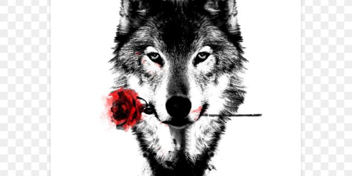 900x900 Desktop Wallpaper, Dog, Lone Wolf, Dog Like Mammal, (#184105) - HD