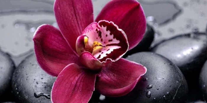 1360x932 Orquidea | Pretty pictures | Orchid wallpaper, Red orchids, Orchids