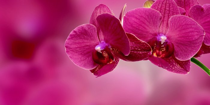 4409x3264 Pink flowers, Orchid, Flower, Petals HD wallpaper | Wallpaper Flare