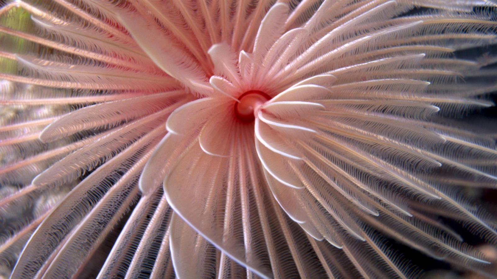 1920x1080 Laptop Wallpapers Free