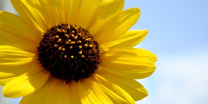 3000x2000 Hello, Sunshine ❤ 4K HD Desktop Wallpaper for 4K Ultra HD TV • Wide