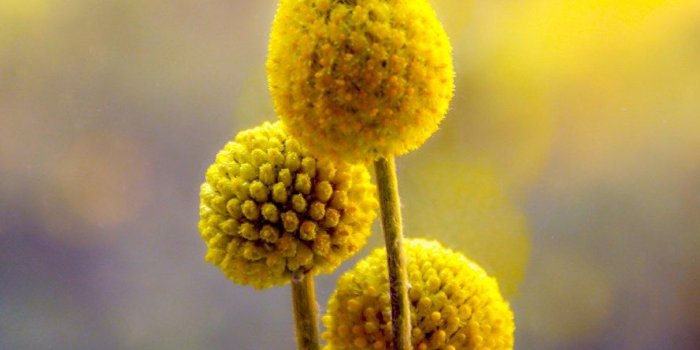 889x1024 Hello Sunshine - Flower Wallpaper by barbara_donders