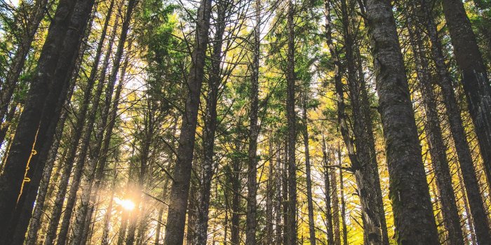 2160x3840 Download wallpaper 2160x3840 forest, trees, sunlight, grass, oregon