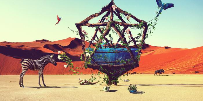 2560x1440 5101028 #Life, #Oasis, #Desert, #Birds, #Water, #HD, #Zebra