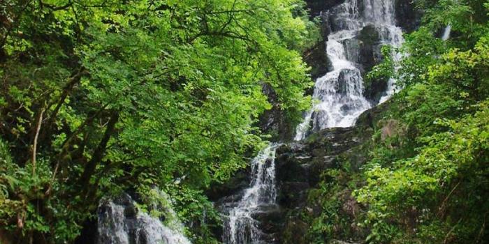 1280x1080 Nature: Forest oasis, desktop wallpaper nr. 58898 by katrin