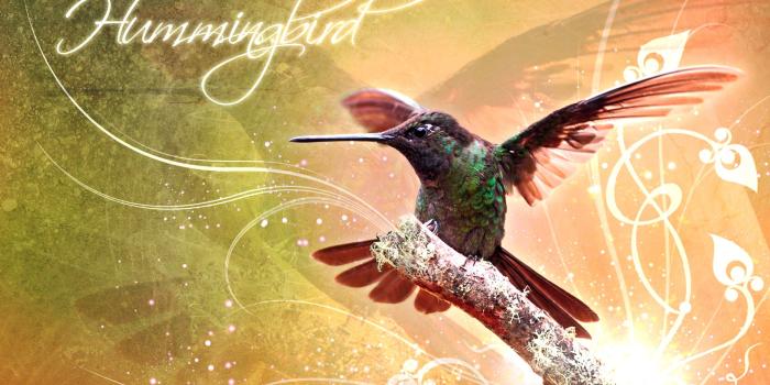 1920x1200 Hummingbird HD Wallpaper | Background Image | 1920x1200 | ID:379459