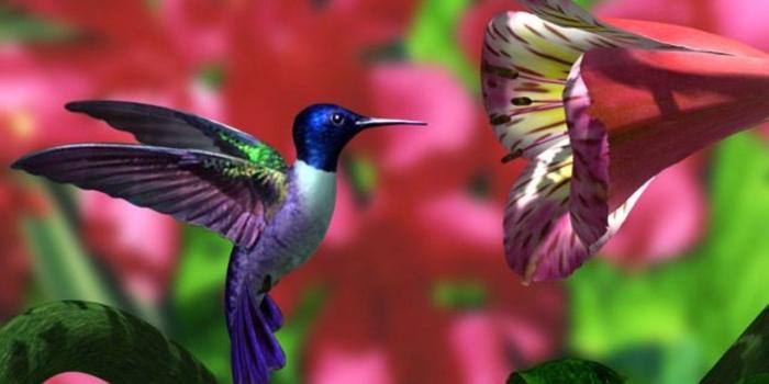 1280x960 Hummingbird wallpaper | 1280x960 | #143
