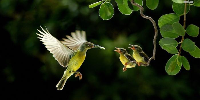 1366x768 Best 44+ Hummingbird Screen Backgrounds on HipWallpaper | Beautiful