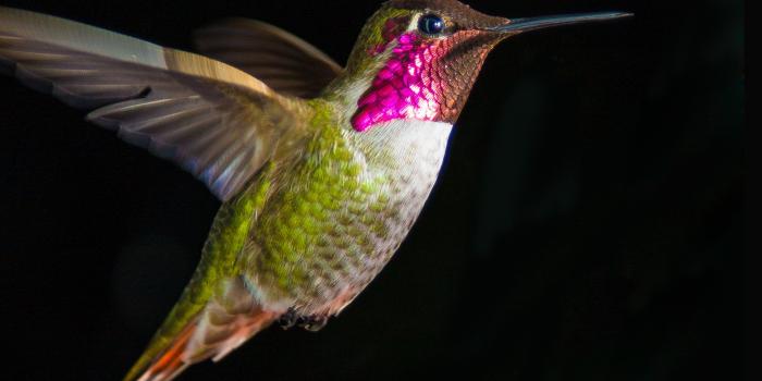 2560x2560 Wallpaper Hummingbird, 4K, Animals, #5953