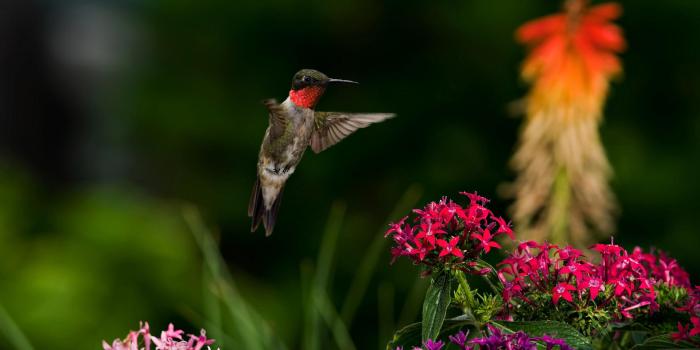 1920x1200 65+ Spring Hummingbird Wallpapers - Download at WallpaperBro