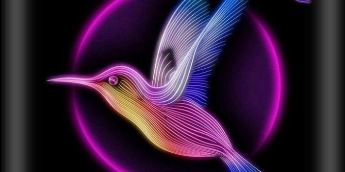 720x1280 Black and pink hummingbird wallpaper | S8 Wallpapers | Pink