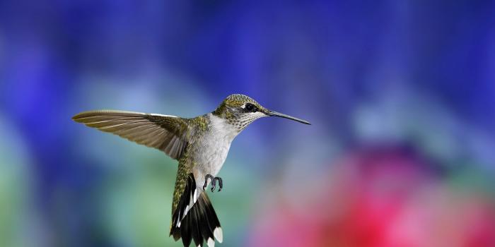 2560x1507 HD wallpaper: animals, hummingbirds, digital art, flowers, sunlight