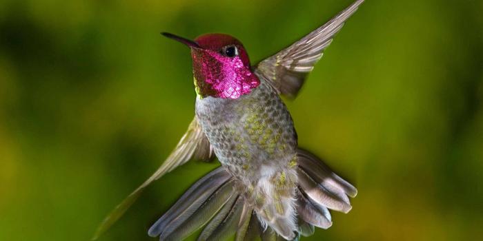 2880x1800 Best 31+ Hummingbird Wallpaper on HipWallpaper | Beautiful