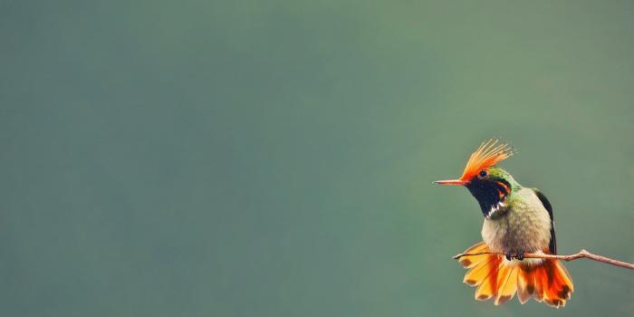 1680x1050 Hummingbird Wallpaper #6889384