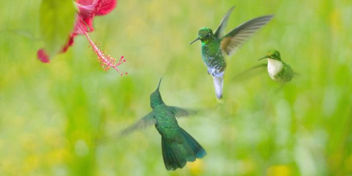 1920x1080 Beautiful Hummingbird Wallpaper | HD Wallpapers