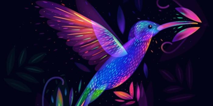 1080x1920 Black and pink and purple humming bird | Girly Droid Wallpapers in