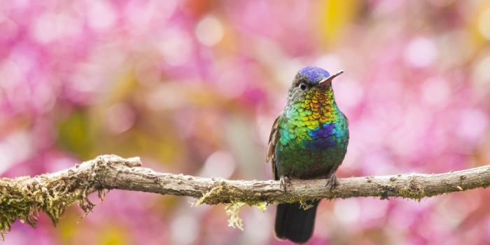 1920x1200 Hummingbird Colorful Background Wallpaper Hd Download (#2028725