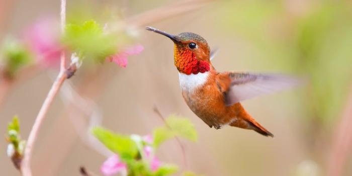 2560x1600 Hummingbird Wallpapers - Top Free Hummingbird Backgrounds