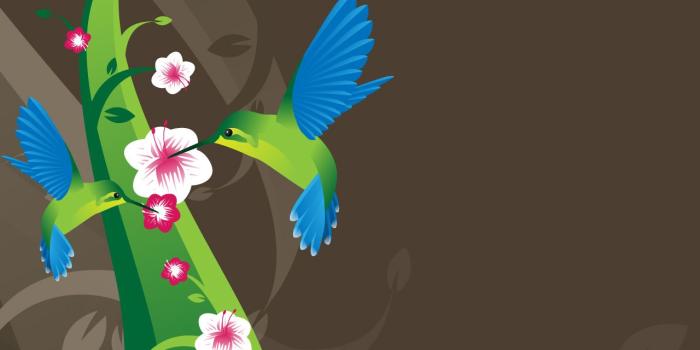 1280x1024 Hummingbird Wallpaper and Background Image | 1280x1024 | ID:446358