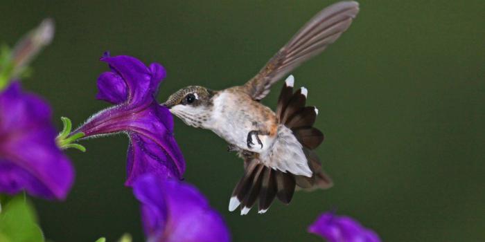1920x1080 Hummingbirds and Purple Flowers HD Wallpaper, Background Images