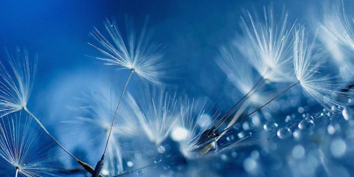 1920x1200 Dandelions Water Drops Close Up Blue Desktop Wallpaper