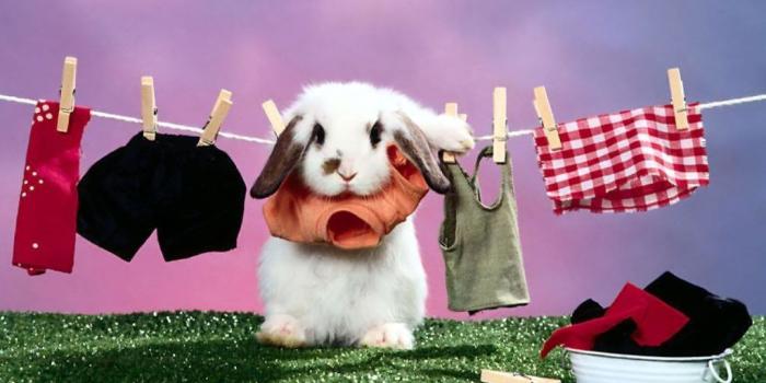 1024x768 My Wallpapers Corner: Cute Rabbit and Clothes Wallpaper