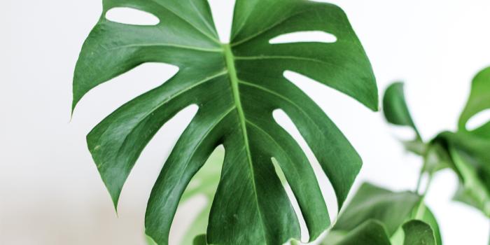 5184x3456 5260030 5184x3456 #white wall, #clean, #monstera monday, #decor