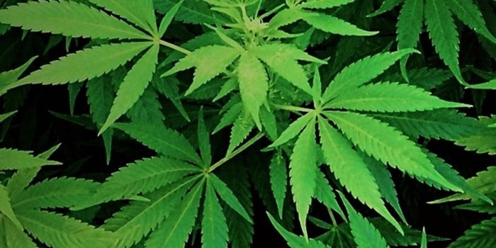 1080x1920 Marijuana Wallpapers