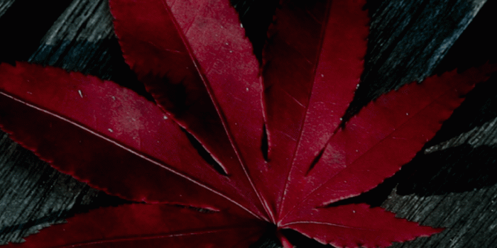 768x1280 Hd Wallpapers For Mobile | SANDEEP in 2019 | Weed wallpaper, Lenovo