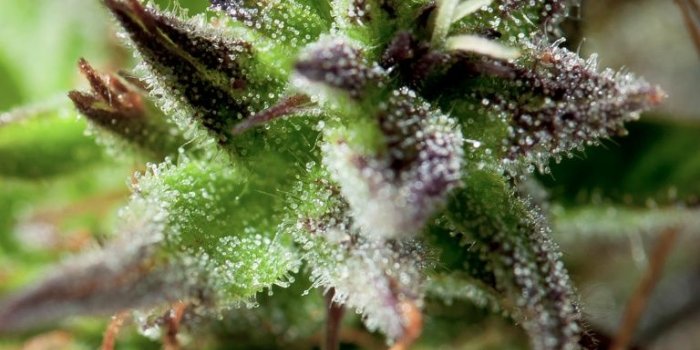 768x1024 Cannabis Closeup ❤ 4K HD Desktop Wallpaper for 4K Ultra HD TV
