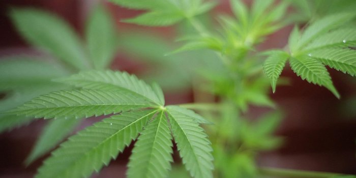 2048x1536 Weed Phone Wallpapers (104+ images in Collection) Page 1