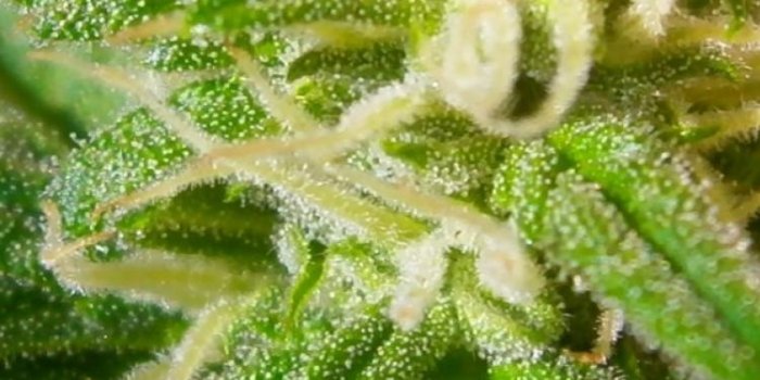 750x1334 Weed phone wallpapers