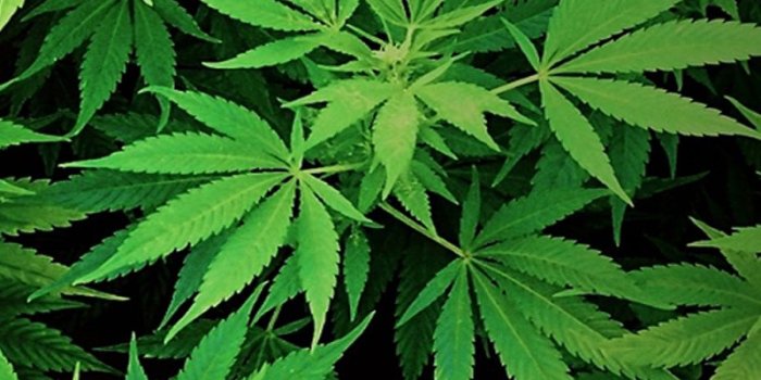 800x1280 Weed IPhone Pics - 07/06/2018