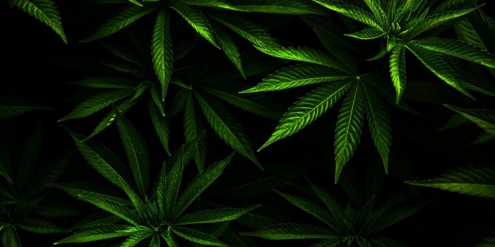 2800x2100 Hd weed wallpaper Gallery