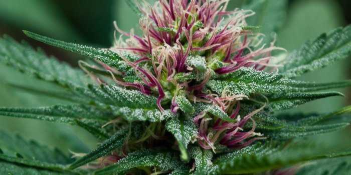 2502x2043 Weed HD Mobile Wallpapers