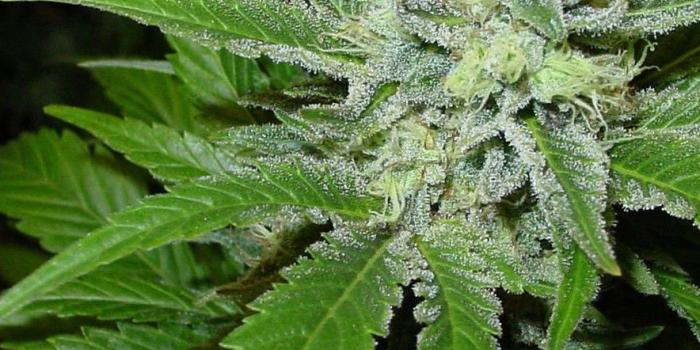 884x1572 Weed Wallpapers - Canna Playground