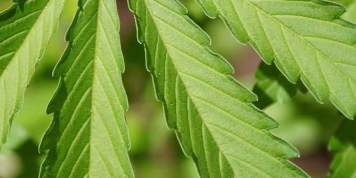 1080x1920 Weed Wallpapers - Canna Playground