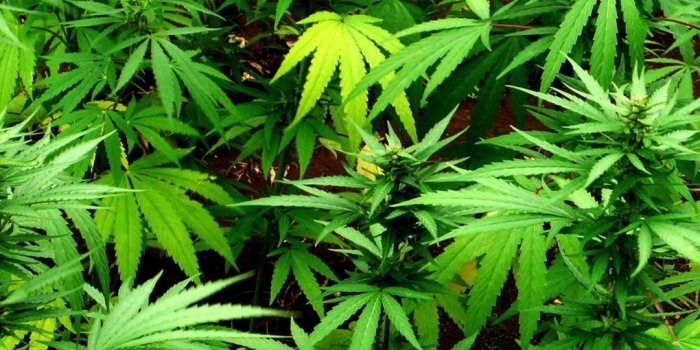 1080x1920 Marijuana 420 Weed Mary Jane Drugs Wallpapers Desktop Background