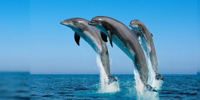 1920x1080 79+ Hd Laptop Wallpapers on WallpaperPlay