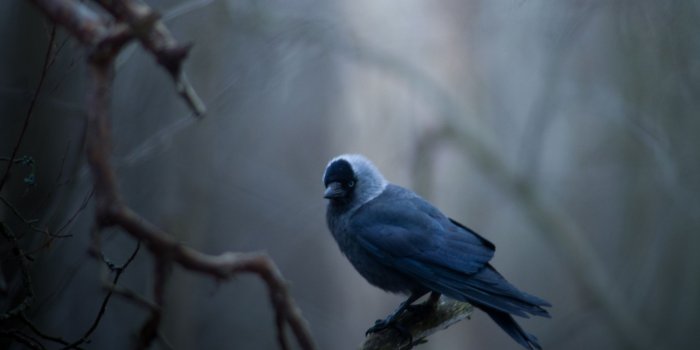 2048x2048 The Dark Forest Ranger ❤ 4K HD Desktop Wallpaper for 4K Ultra HD TV