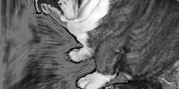 794x1409 English Bulldog Gus, Sad Face, Digital Print, Card, Wallpaper, Screensaver