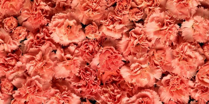 1366x768 Carnation wallpapers 1366x768 (laptop) desktop backgrounds