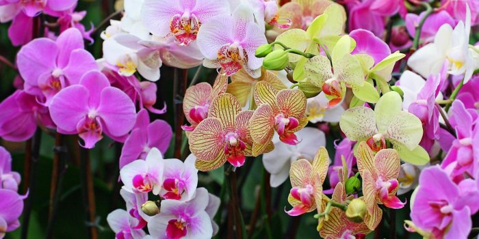 1920x1080 Beautiful Orchid Flower Wallpaper (43+ images)