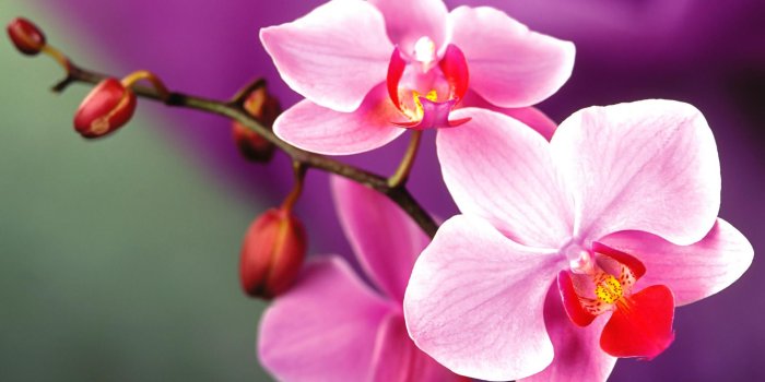 2000x1516 beautiful-orchid-wallpaper-1 - About Thailand Living