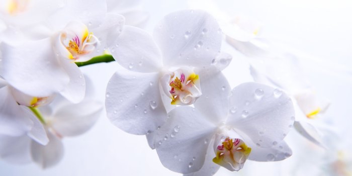 2560x1600 White Orchid Flower Wallpaper | flowers! bouquets & centerpieces